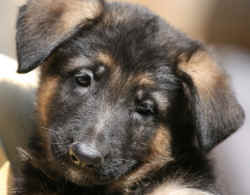 Green boy 7 wks.jpg (99248 bytes)