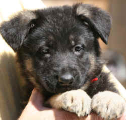 Red Boy 7 wks.jpg (96136 bytes)
