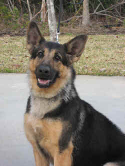 Rosie 02-17-08.jpg (99393 bytes)