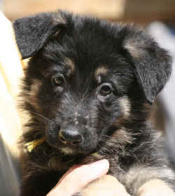 Yellow boy 7 wks.jpg (86109 bytes)